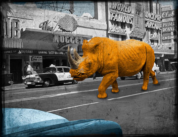 Rhino In Reno