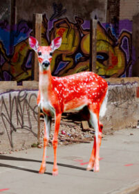 Bambi – Orange