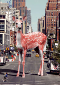 Bambi – Salmon
