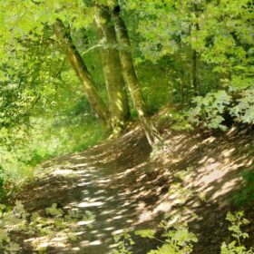 Forest Path
