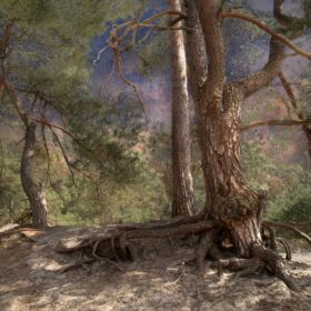 Pines at Sand Drift