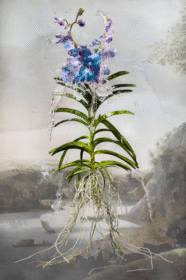 Orchid in White